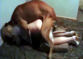 Slutty babe fucked a jacked up dog